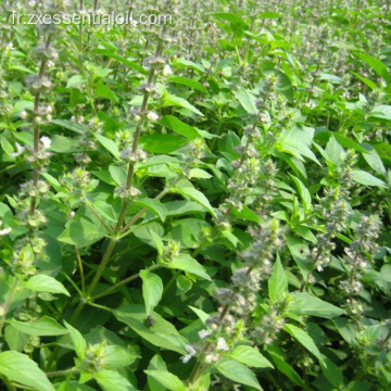 En gros de l&#39;huile de catnip à l&#39;huile Nepeta de qualité 100% de qualité 100%